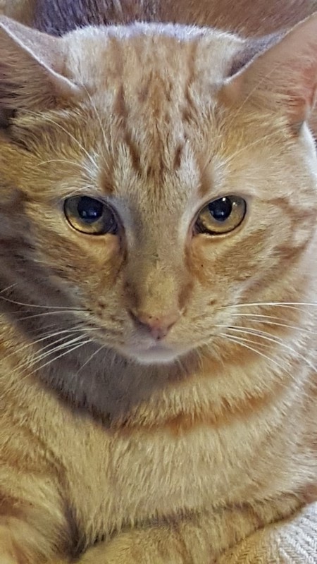 Jasper