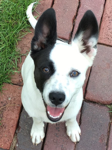 Toby