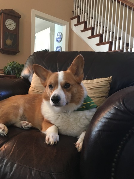 Archie 
