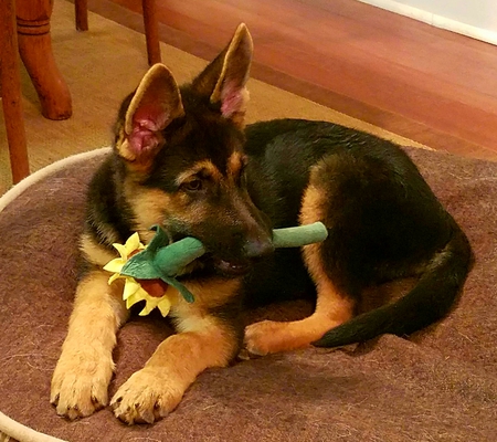 Dexter