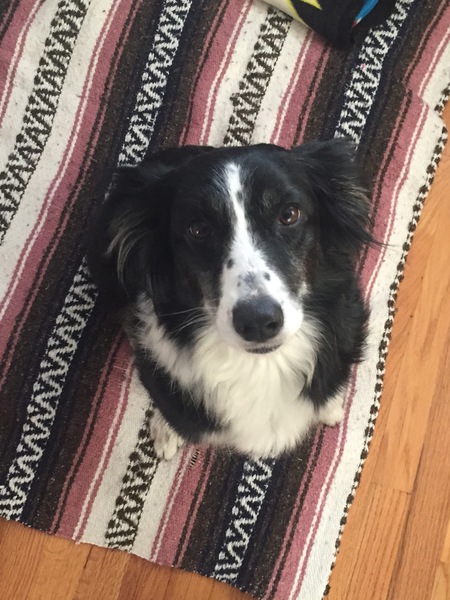 Willow 