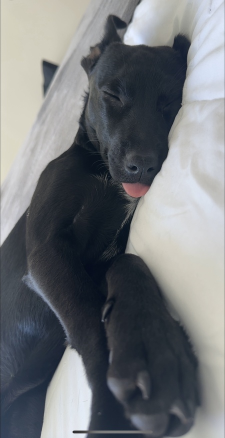 Georgie