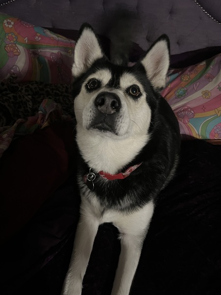 Duchess