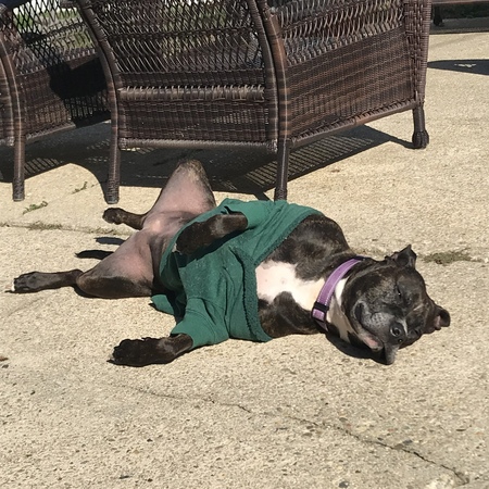 Callie (Calypso) 