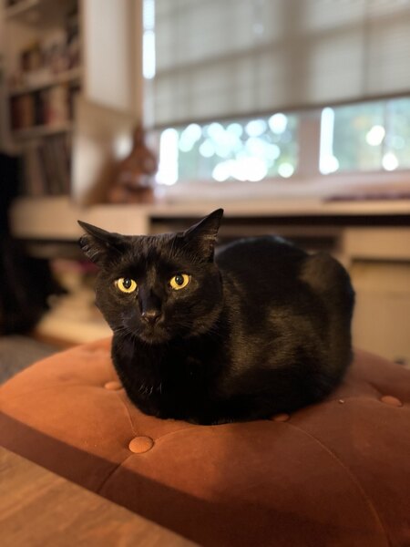 Merlin