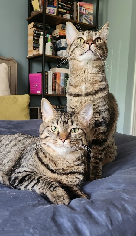 Olive and Willow