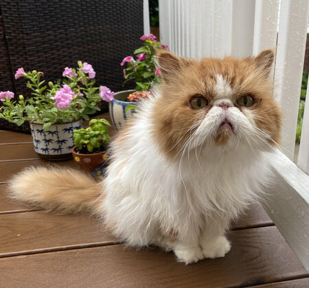 Poppet