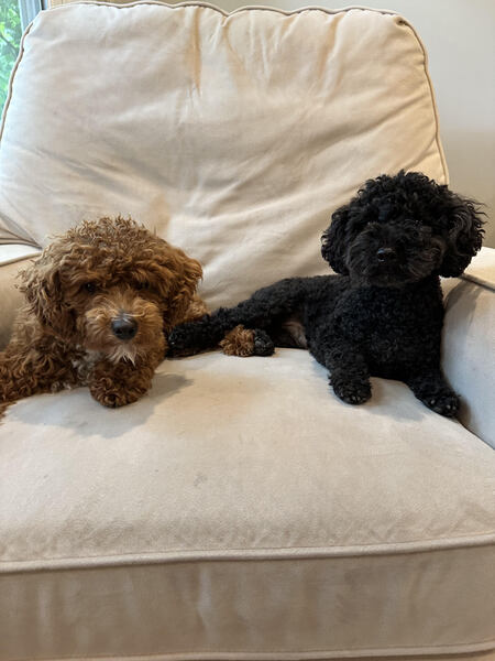 Leo and Sunny