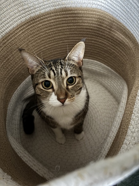 Obi