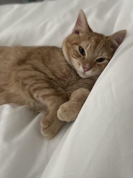 Toby