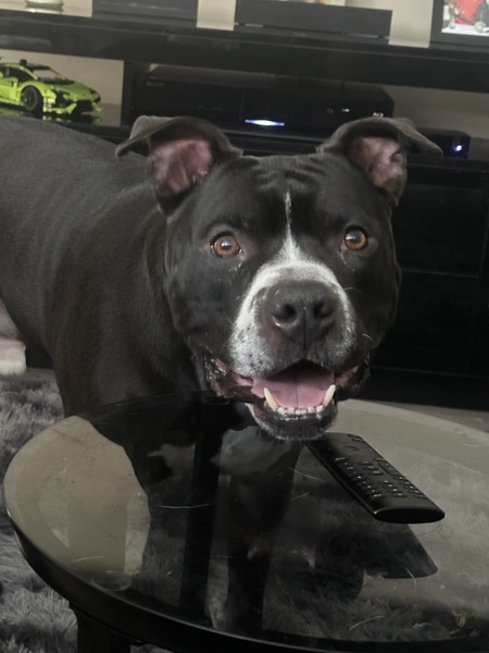 Cesar