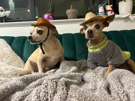 Pickle and Pepper
