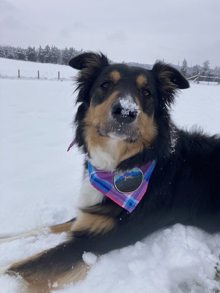 Apollo