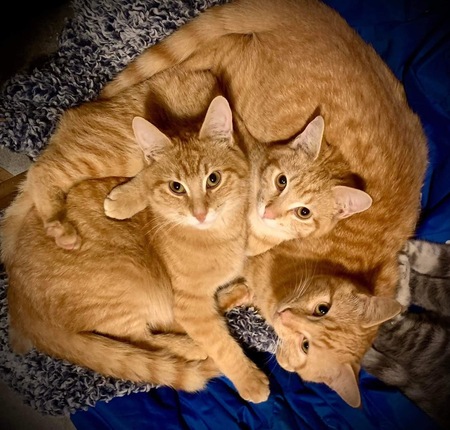 Garfield/Tazi/MooMoo