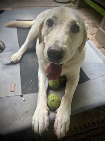 Baxter 
