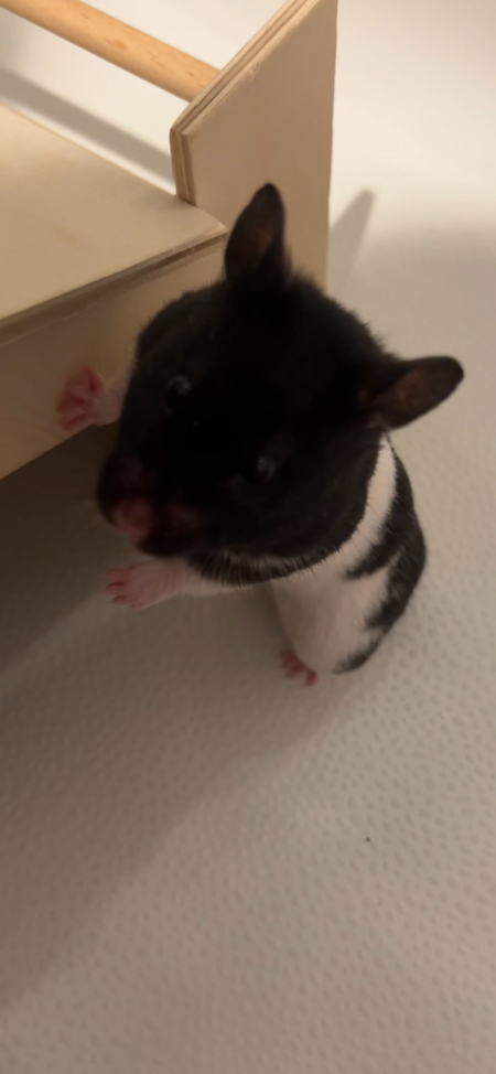 Lily