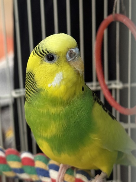 Cheep