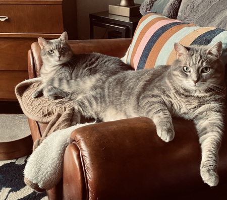 Felix and Oscar (aka The Copycats)