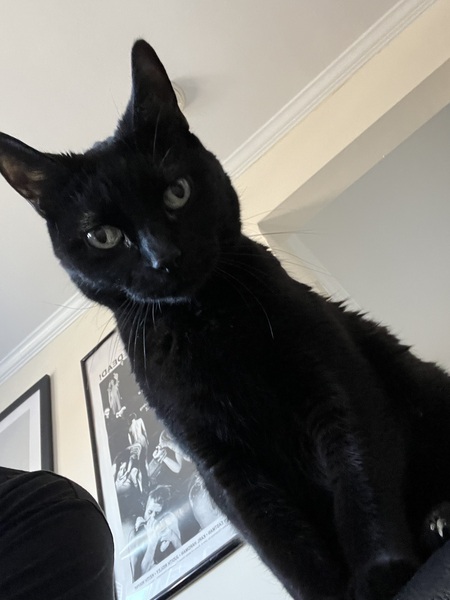 Bella