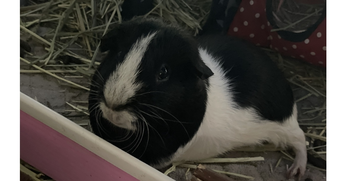 Vote for Amori 2026 Calendar Pet Photo Contest