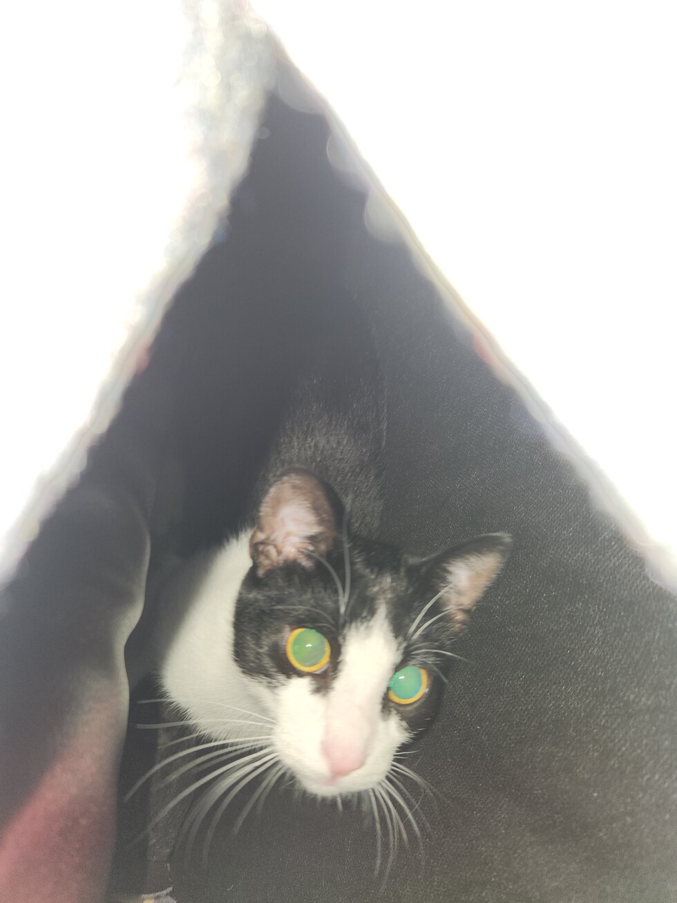 Vote for Cloud 2026 Calendar Pet Photo Contest