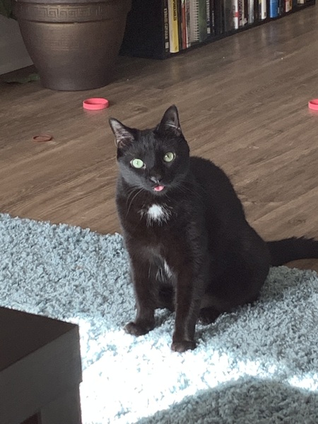 Figaro
