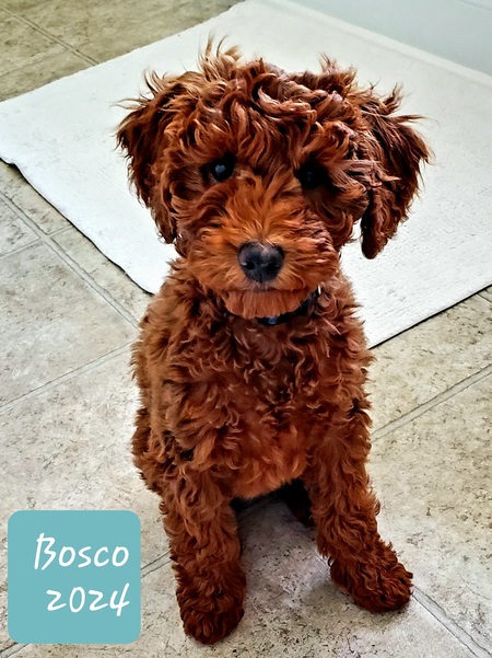 Bosco Doodle Dailey