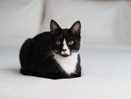 Mittens