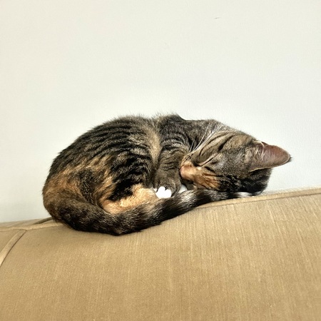 Suki