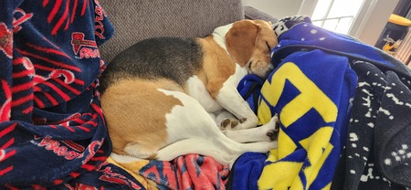 Suki