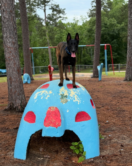 Arlo