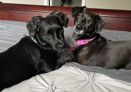 Molly & Murphy