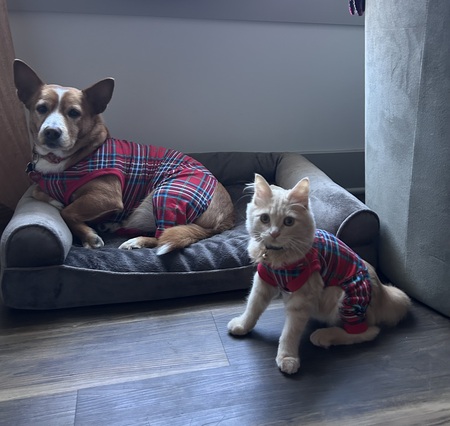Doctor Henry and Professor Bodie 