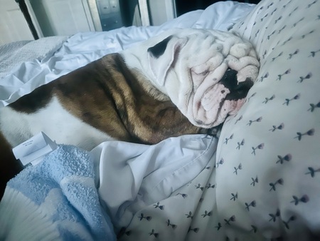 Petunia 