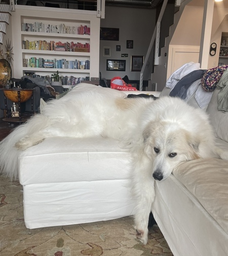 Huckleberry