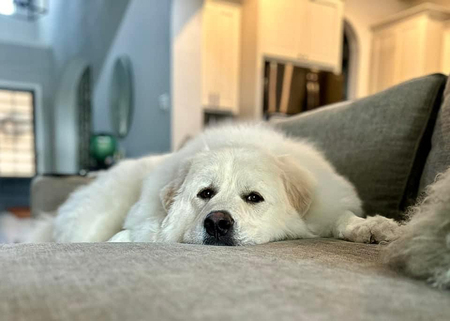 Bode