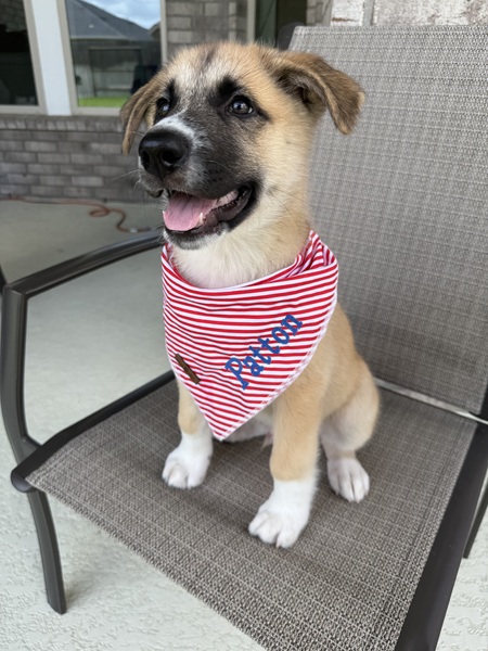 Patton