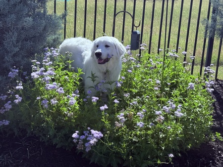 Holly (formerly known as Shirley)