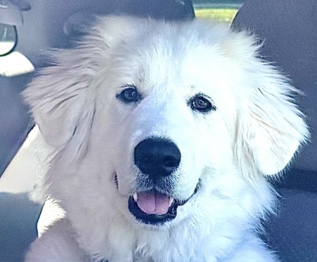 Bo