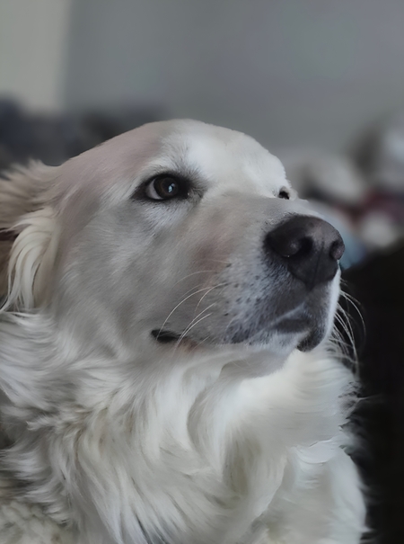 Buster (Bagel)