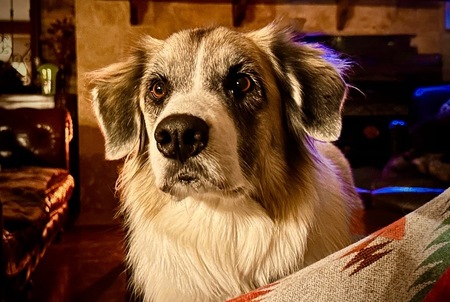 Heidi 