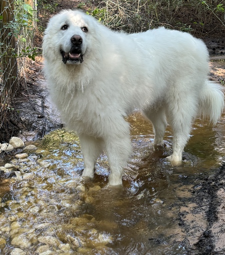 Tiberius