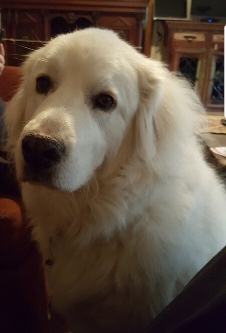 Sophie