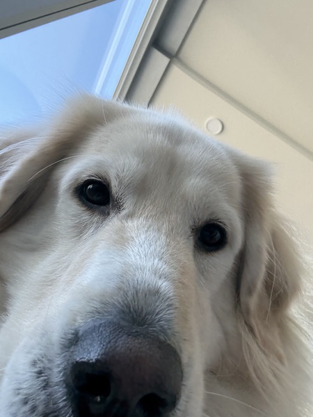 Rex