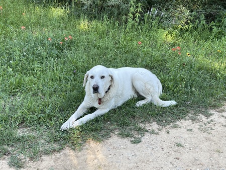 Solomon