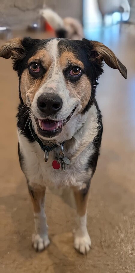 Zephyr