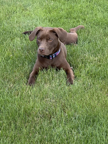 Canela 