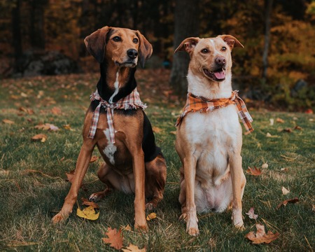Lily & Holly