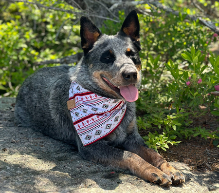 Bandit
