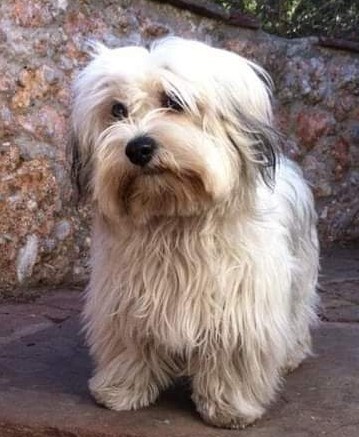 Coco